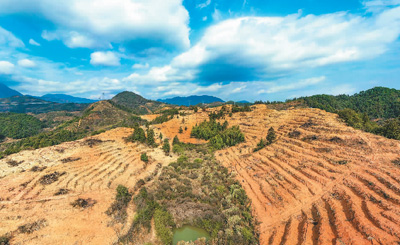 近年來，江西省撫州市南豐縣市山鎮(zhèn)竹源村因地制宜扶持當(dāng)?shù)剞r(nóng)戶利用荒山坡地種植油茶，使油茶成為山區(qū)群眾致富奔小康的綠色產(chǎn)業(yè)。圖為竹源村油茶種植區(qū)。 謝 東攝（人民視覺）