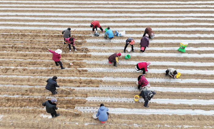 稷山:春日田間忙,中藥材種植助農增收致富-45340.jpg 稷山:春日田間忙,中藥材種植助農增收致富-45340.jpg