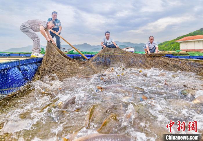 村民在漁排收獲紅鼓魚(yú)。(資料圖) 李郁 攝