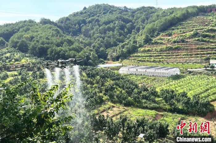 圖為江西上饒市廣豐區(qū)西壇果園正進行無人機植保作業(yè)。　朱瑩 攝