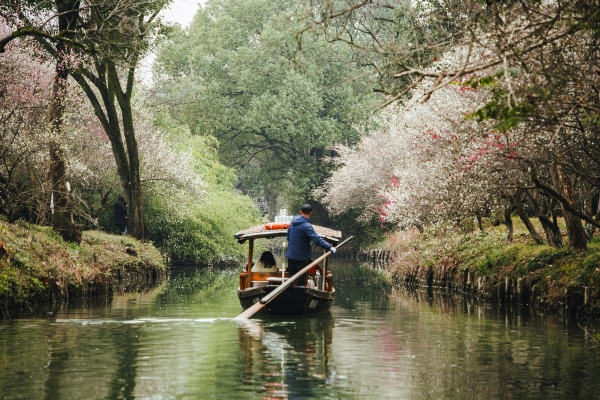 杭州西溪濕地，河岸梅花盛開。圖片來源：視覺中國