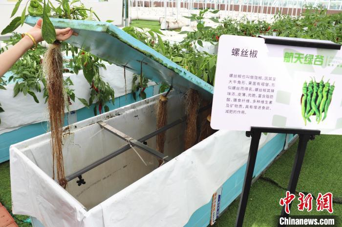 圖為在南昌市紅谷灘區(qū)元宇宙·VR數(shù)字農(nóng)業(yè)示范基地氣霧培養(yǎng)車間里，螺絲椒長勢良好。　熊錦陽 攝