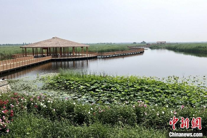 從完成頂層設(shè)計(jì)到如火如荼大規(guī)模建設(shè)，六年來(lái)，雄安新區(qū)如春天的竹子一般拔節(jié)生長(zhǎng)，這座承載千年大計(jì)的“未來(lái)之城”已雄姿初顯。從“一張白紙”開(kāi)始著墨，如今的雄安新區(qū)已是濃墨重彩的“山水畫(huà)”。<a target='_blank' href='/'>中新社</a>記者近日走訪(fǎng)了雄安新區(qū)多地，從“藍(lán)綠金”三色感受這座“未來(lái)之城”的巨大變化。圖為7月20日，河北白洋淀上荷花滿(mǎn)淀、蘆花搖曳。 <a target='_blank' href='/'>中新社</a>記者 易海菲 攝